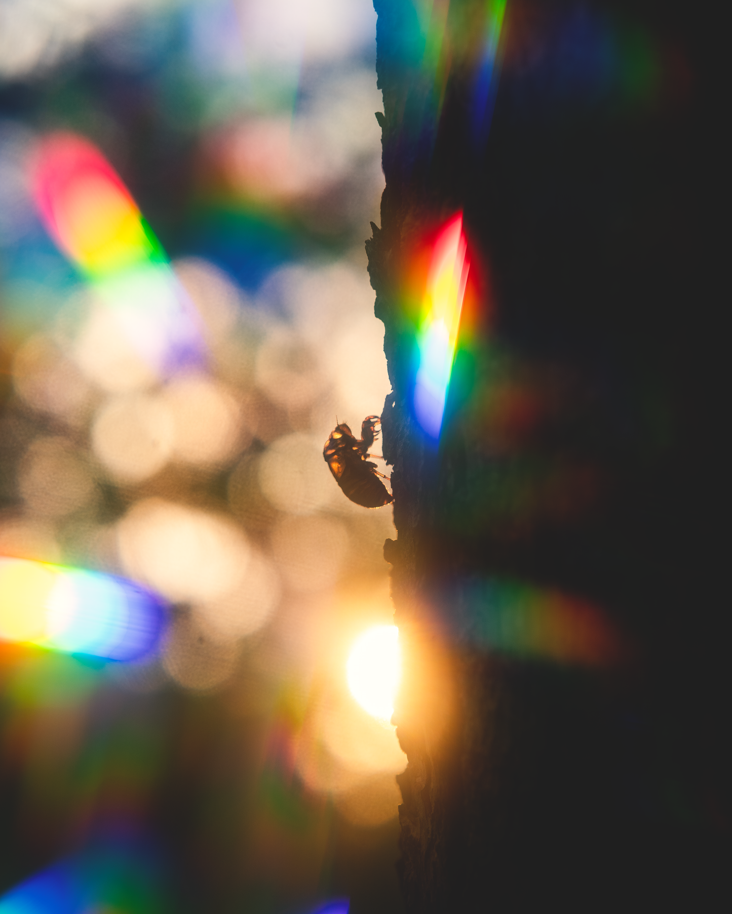 RainbowBurst