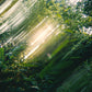 Warp (Pre-Order)