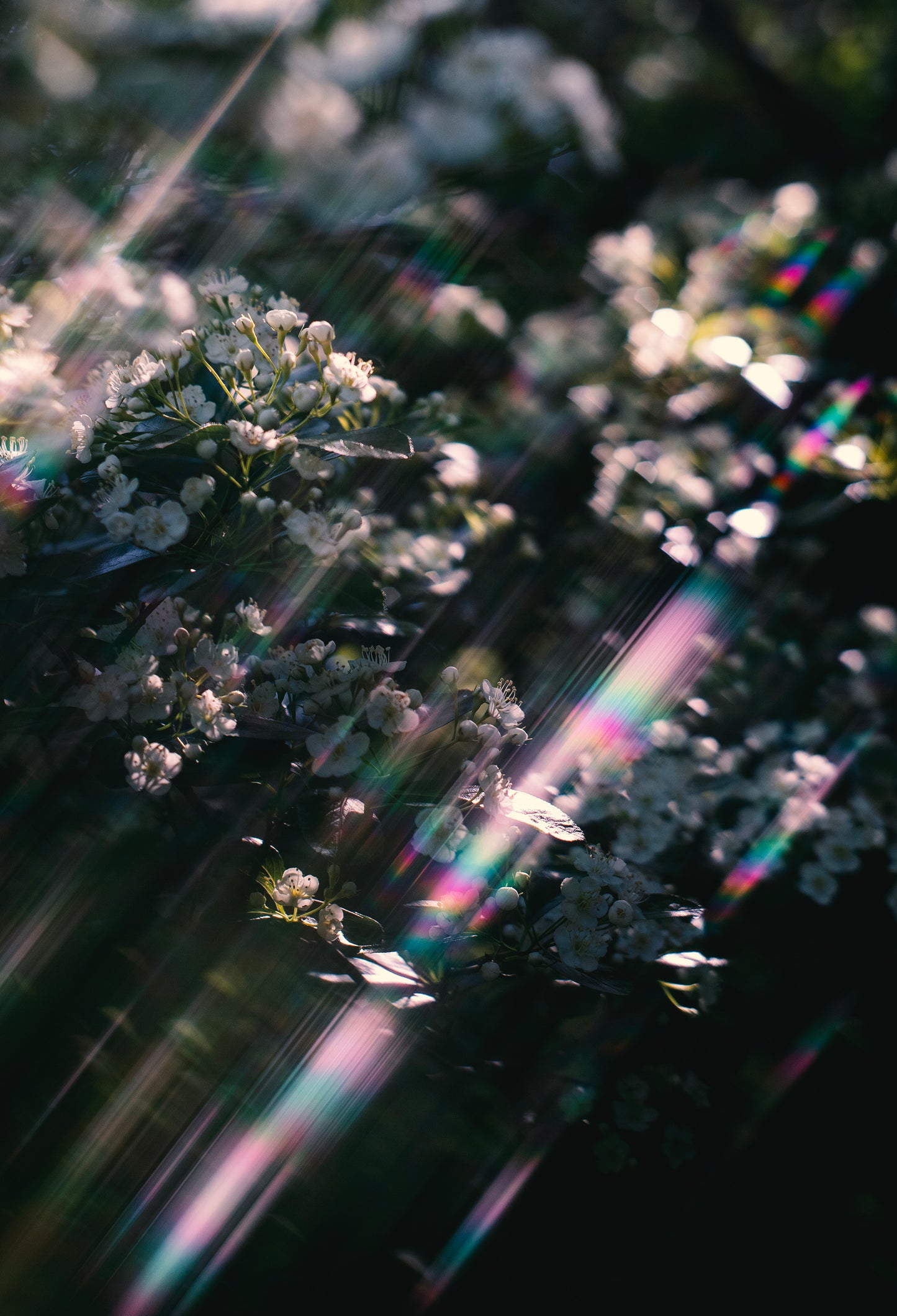 Shimmer