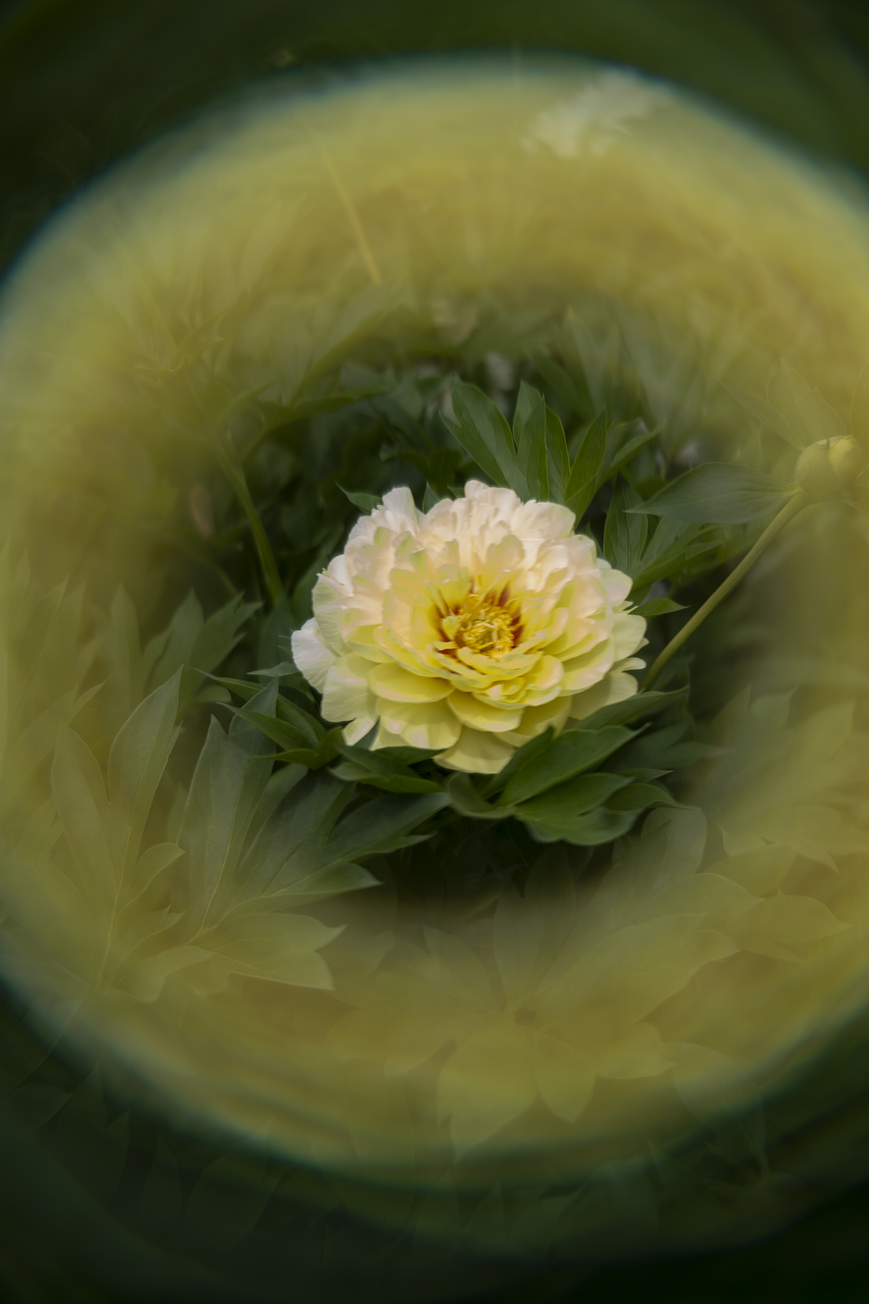 Aura